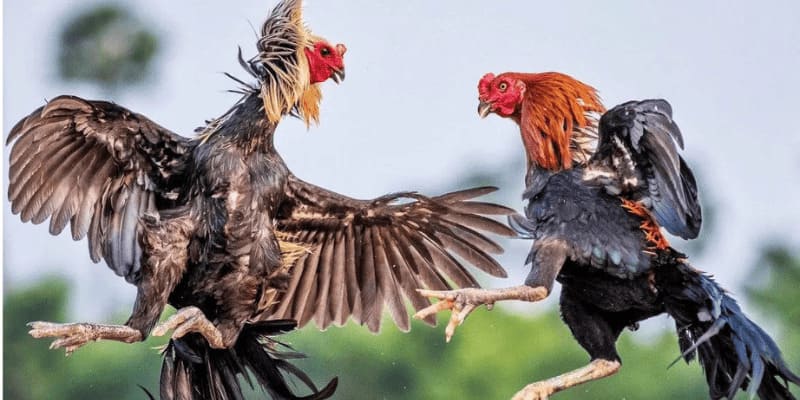 The cockfighting match with knife spurs was very exciting