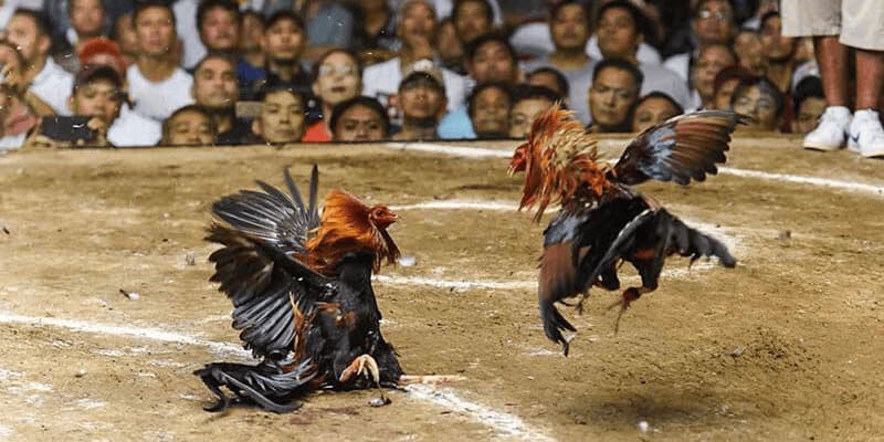 Members who bet on cockfighting receive high rewards